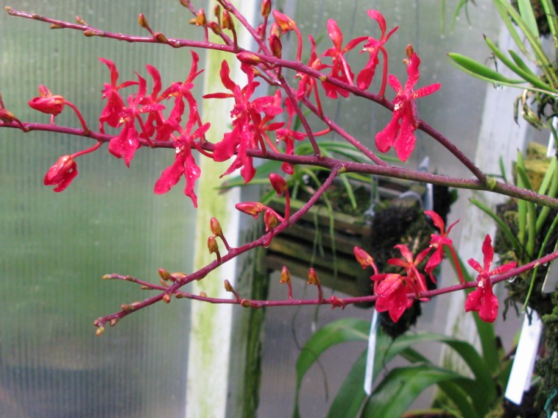 renanthera orchid